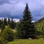 παρνασσος (7)