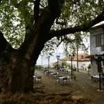 tithorea-central-square-plane-tree
